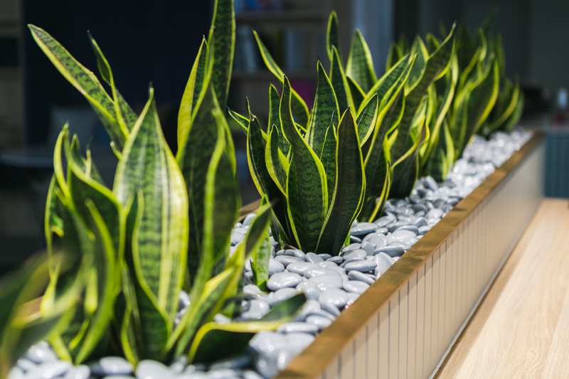 Indoor Plant Hire Brisbane